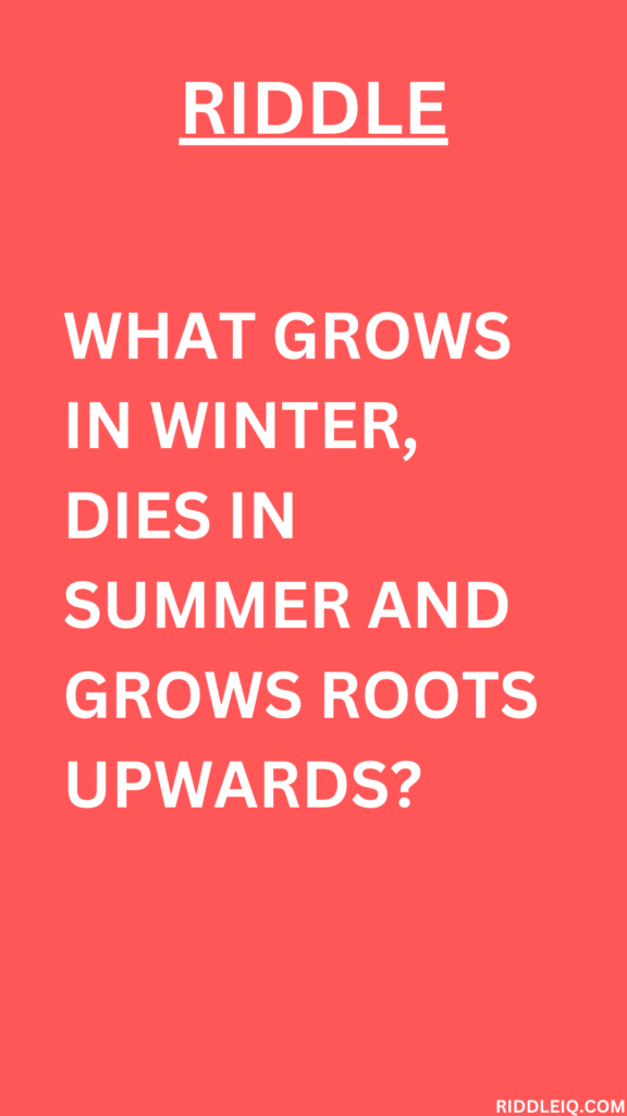 What grows in winter, dies in summer and grows roots upwards?