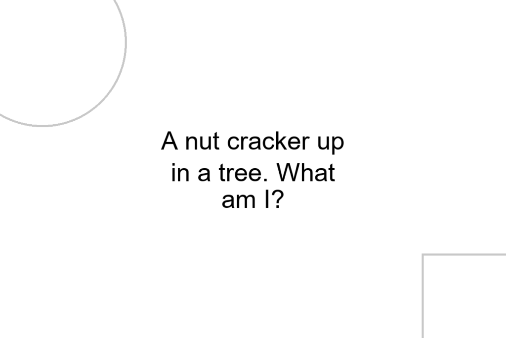 A nut cracker up in a tree. What am I?