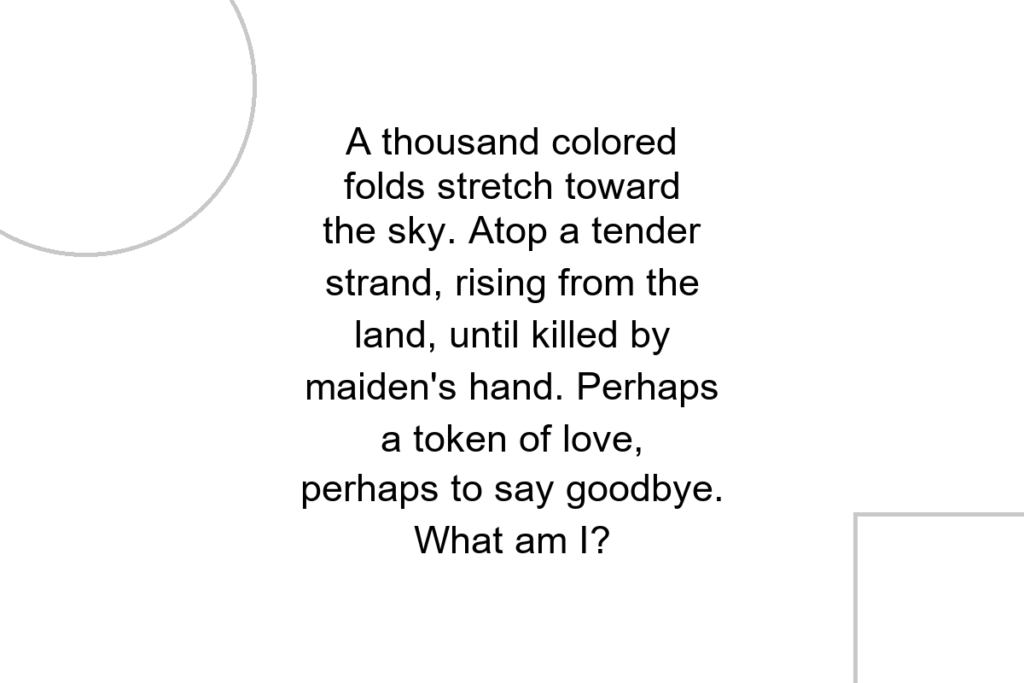 A thousand colored folds stretch toward the sky. Atop a tender strand, rising from the land, until killed by maiden’s hand. Perhaps a token of love, perhaps to say goodbye. What am I?