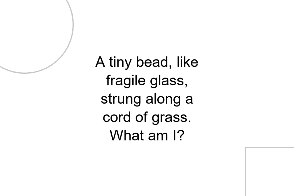 A tiny bead, like fragile glass, strung along a cord of grass. What am I?