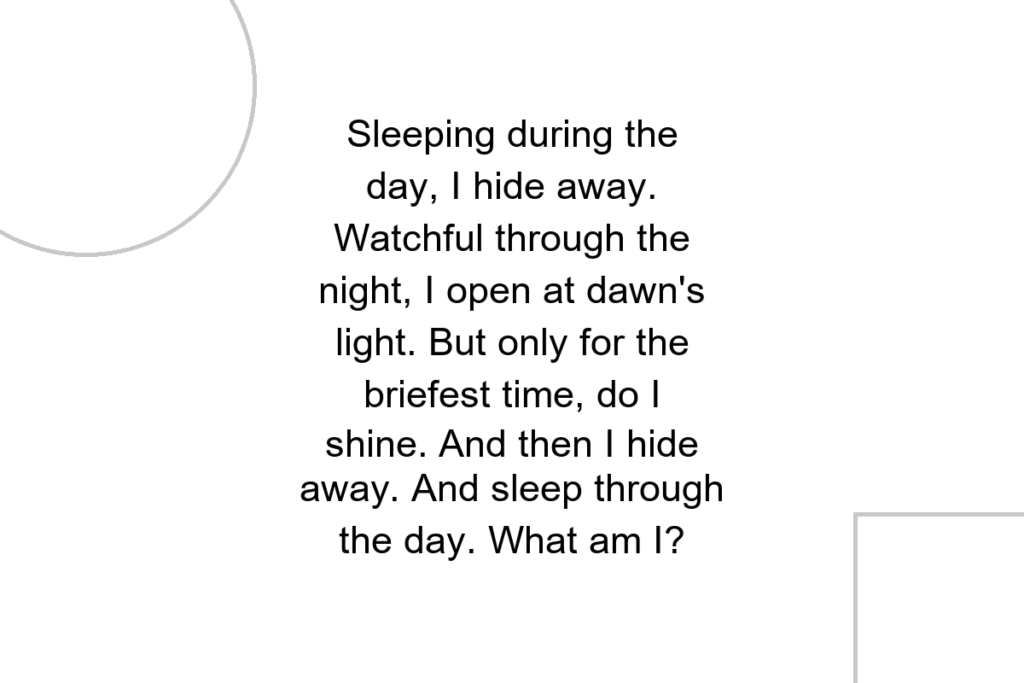 Sleeping during the day, I hide away. Watchful through the night, I open at dawn’s light. But only for the briefest time, do I shine. And then I hide away. And sleep through the day. What am I?