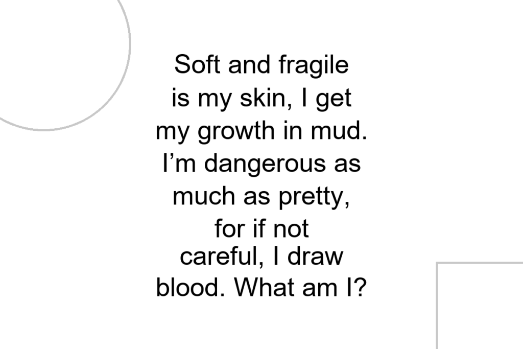 Soft and fragile is my skin, I get my growth in mud. I’m dangerous as much as pretty, for if not careful, I draw blood. What am I?